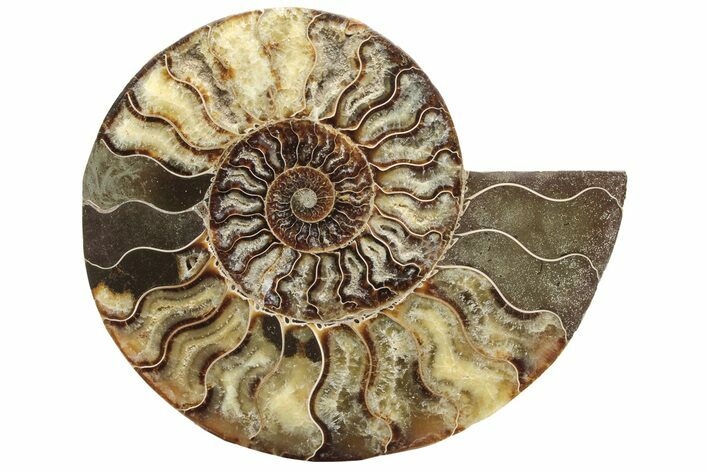 Cut & Polished Ammonite Fossil (Half) - Madagascar #233659